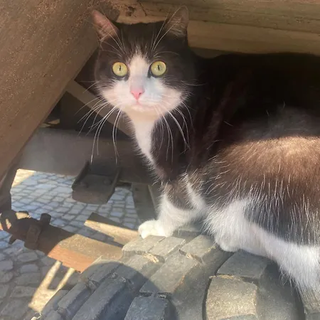 아파트 Walnusshof *