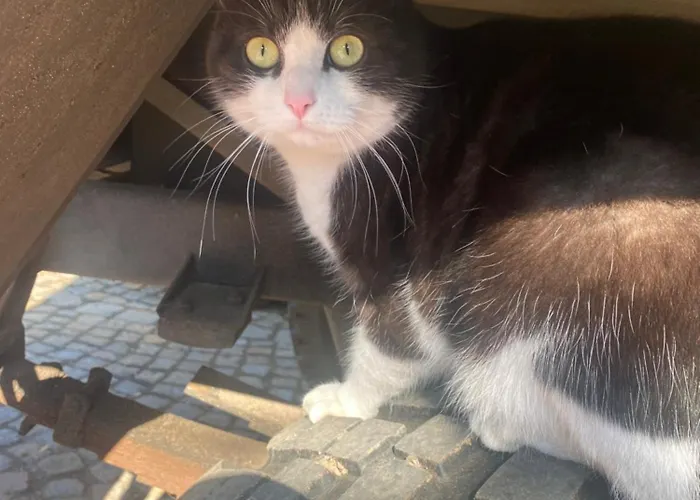 Apartment Walnußhof *